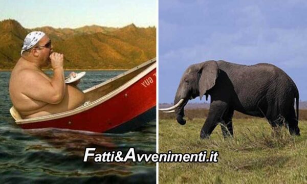 Salute & Benessere. È più grasso l’uomo o l’elefante? La scienza non ha dubbi